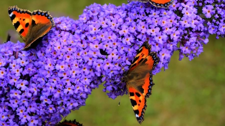 Liliac de vară. Un arbust ornamental cu flori dense și parfumate care atrag fluturii în gradină