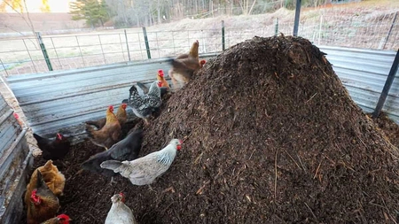 Cum să faci macerat de găinaț. Un îngrășământ natural de top