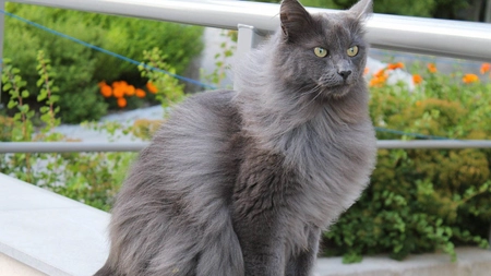 Top rase pisică gri! Iată ce fel de animale de companie poţi să-ți alegi - FOTO