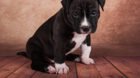 Mic ghid de îngrijire a unui pui de Amstaff! La ce trebuie să fim atenți