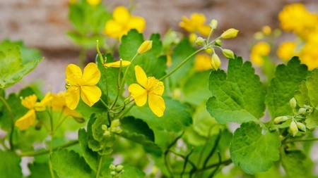 Ce beneficii are rostopasca? Cum putem utiliza această plantă