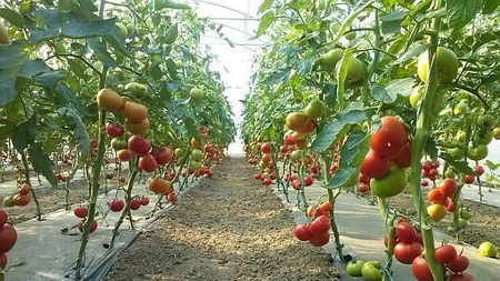 Cât costă roșiile românești în piețe: Nu orice român își permite să dea atât!