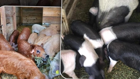 Ce sumă primesc ieșenii care se înscriu în programul Bazna și Mangalița? Banii intră în conturi la finalul anului 2024