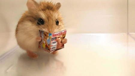 Cât trăiește un hamster? Care este durata de viață a acestui rozător drăgălaș?