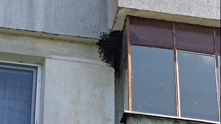 Un roi de albine, aflat într-un bloc, creează probleme ieșenilor! Pompierii intervin la fața locului - VIDEO