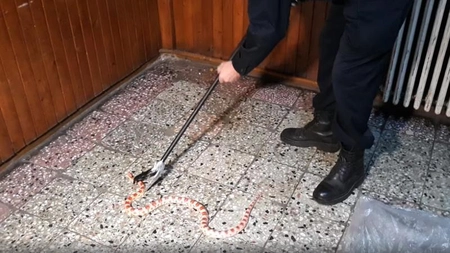 Șarpe agresiv găsit în scara unui bloc! Oamenii au sunat la numărul unic de urgență 112 - VIDEO