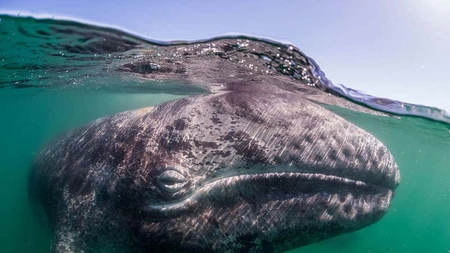 Fenomen tragic în Pacific. Balenele gri se micșorează odată cu încălzirea oceanelor