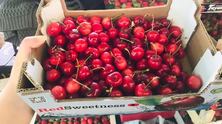 Degustare de cireșe, la Universitatea de Științele Vieții „Ion Ionescu de la Brad” din Iași - FOTO