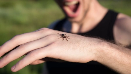 Mușcături de păianjen. Cum arată și ce simptome prezintă