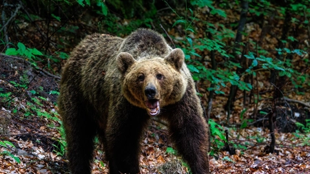 Mărturisiri tulburătoare făcute de iubitul fetei omorâte de urs, la Bușteni. Tânărul a povestit cu lux de amănunte atacul animalului