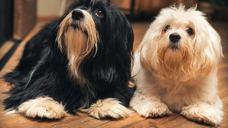 Bichon Havanez: Tot ce trebuie să știi despre cea mai drăguță rasă de câini