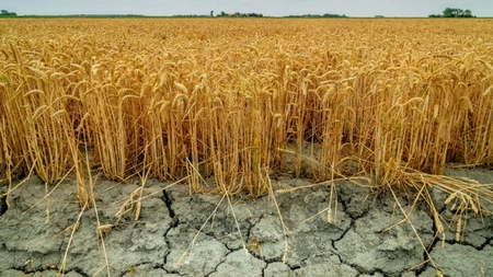 Fermierii din Iași primesc despăgubiri de secetă. Când se depun cererile la Direcția Agricolă