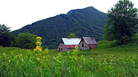 Planta pe care nu ai voie să o rupi. Cei care încalcă această lege pot face închisoare