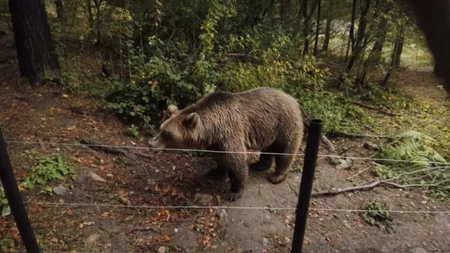 A fost emis mesaj Ro-Alert pentru a semnala prezența urșilor în Bușteni. Ieșeanca omorâtă de animalul sălbatic nu a fost extrasă din râpă