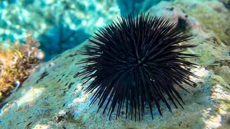 Aricii de mare, pericolul cu care se confruntă turiștii