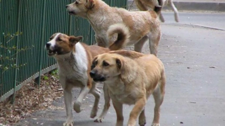 Autoritățile au prins mai multe haite de câini la periferia orașului! Animalele fără stăpân continuă să vină în Iași din zona metropolitană: „Sunt în căutare de hrană”