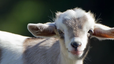 Cât trăiește o capră? Unul dintre primele animale domesticite de om