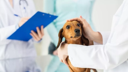 Ce trebuie să mănânce un câine bolnav de parvoviroză? Simptome și tratament pentru acest virus