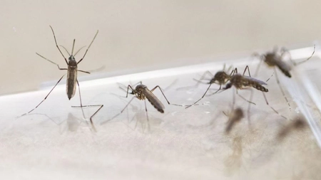 Cea mai bună soluție de țânțari pentru exterior! Metode prin care îi ții la distanță fără insecticid!