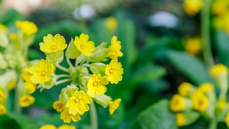 Floarea cucului sau ciubotica-cucului: cea mai bună plantă pentru sănătate. Remedii naturiste pe care le poți face cu această floare