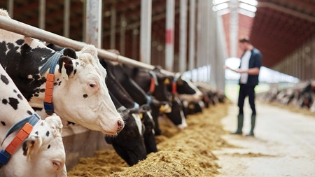 Cu 49% a crescut importul de lapte în România! Producem mai mult, dar insuficient