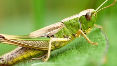 Cum scapi de lăcustele verzi din grădina ta. Metode ecologice