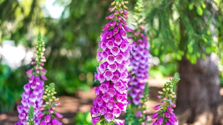 Floarea care poate fi medicament, dar și otravă. Iată planta din natură pe care mulți o ocolesc