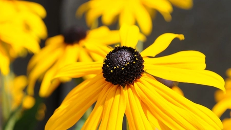 Transformă-ți Grădina cu Strălucirea Rudbeckiei. Cum să ai grijă de floarea-soarelui de grădină
