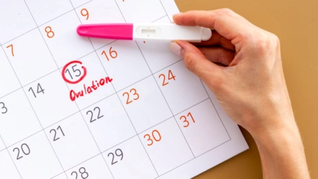 Ce înseamnă ovulație? Cum știi că ești în perioada fertilă a lunii