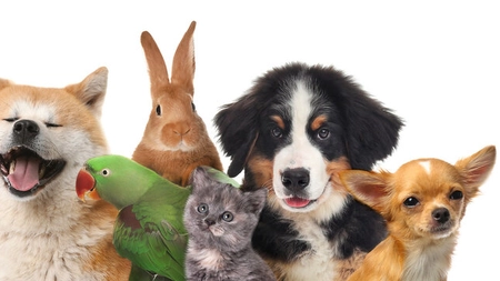 Care sunt cele mai populare animale de companie din lume?