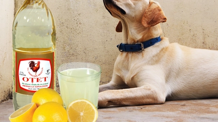 Cum funcționează oțetul pentru puricii care sunt în casă? Nu face rău nici animalelor de companie!