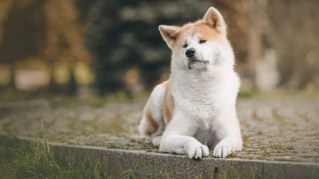 Cum recunoști un câine de rasă Akita? Povestea emoționantă a lui Hachiko, câinele care a uimit întreaga lume