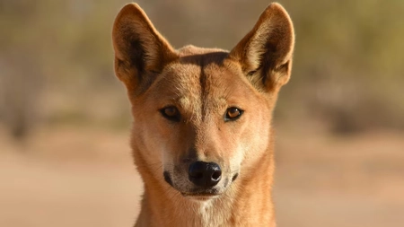 Ce este câinele dingo? Cea mai interesantă specie de câini sălbatici