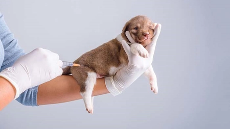 Tratament parvoviroză acasă. Cum poți să previi o boală care poate fi fatală pentru animale