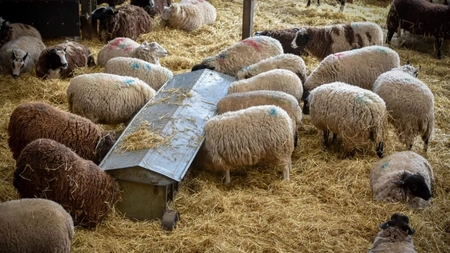 Preşedintele ANSVSA promite despăgubiri pentru fermierii afectați, după ce <em class='ep-highlight'>peste</em> 238.000 de ovine au fost deja sacrificate