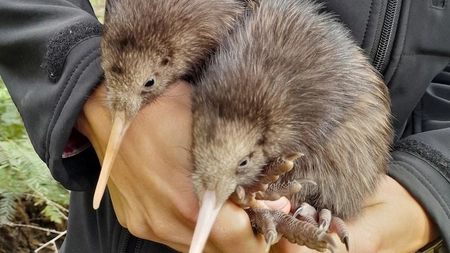 Ce este Pasărea Kiwi? Cea mai mică pasăre carnivoră din lume