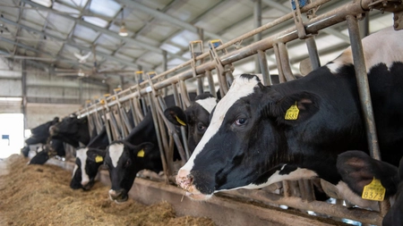 150.000 de kilograme de porumb boabe cumpără, printr-o licitație, Stațiunea de Cercetare Dezvoltare pentru Creșterea Bovinelor Dancu