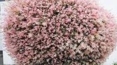 Secretul pentru cea mai frumoasă grădină. Cum să plantezi salcia japoneză și cum să ai grijă de aceasta