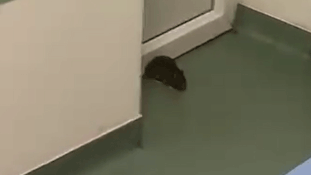 Un şobolan a fost filmat de un pacient la un spital din judeţul Timiş. Rozătoarea a căzut din tavanul imobilului