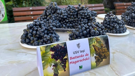 USV Iași are în colecția ampelografică peste 200 de soiuri de struguri din mai multe țări