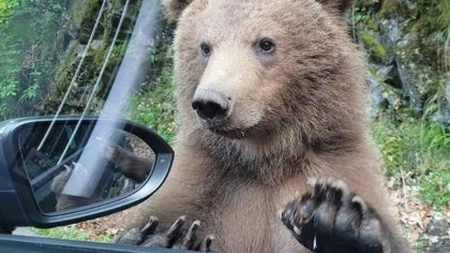 Ce pățesc turiștii care se opresc să hrănească urșii pe Transfăgărășan. De ce vor fi amendați de două ori