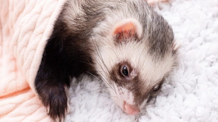 România interzice creșterea chinchilelor și nurcilor pentru blană (P)