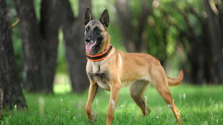 Câinele lup belgian sau Malinois – Tot ce trebuie să știi despre această rasă folosită de forțele speciale