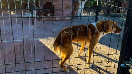 Descinderi la Giurgiu. O femeie, suspectată că adăpostește 400 de câini