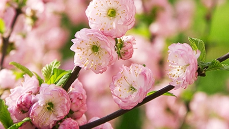 Cireșul japonez face fructe? Curiozități despre celebrul sakura