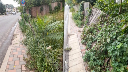 Trotuarele din centrul Iașului au ajuns impracticabile! Din cauza vegetației, pietonii sunt nevoiți să meargă pe stradă