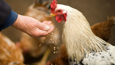 Gripa aviară se extinde rapid în fermele avicole din UE. Unde au fost înregistrate cle mai multe focare