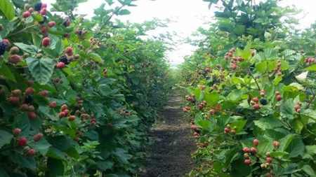 Producătorii din Iași mai pot solicita certificatul ecologic de la Direcția Agricolă