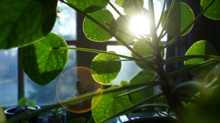 Facturile la energie vor scădea! A fost creată planta care poate genera electricitate