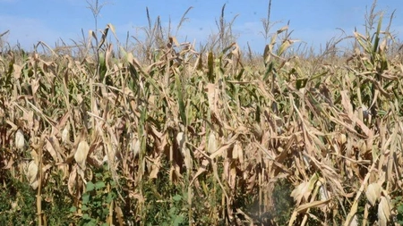 A început depunerea cererilor pentru despăgubirile de secetă, la Iași. Documentele se depun la Direcția Agricolă - UPDATE